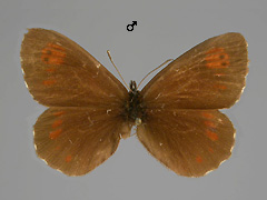 E. euryale